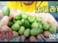 世界上最奇特的四种水果，拇指大小的西瓜你见过吗？一口能吃三个 (33播放)