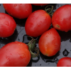 小西红柿水果蔬菜批发 量大优惠自然熟口感酸甜适中圣女果