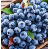 贵州基地直销生鲜蓝莓大果中果国产蓝莓批发
